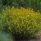 Basket-of-Gold